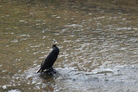望遠端(600mm相当)