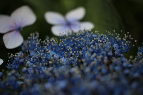 近接ならば綺麗にボケる
