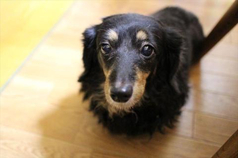 しっかりボケる