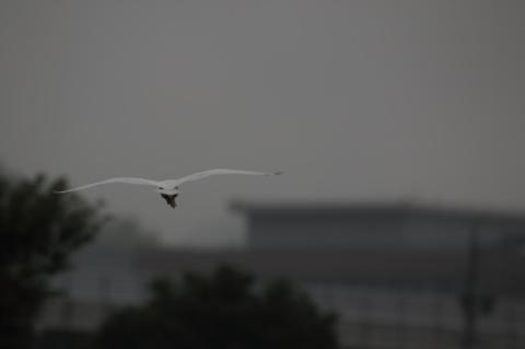 後ろ姿しか撮れなかった・・・