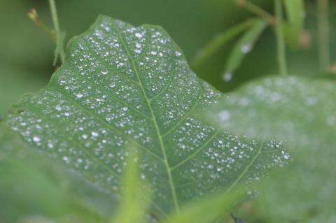 こんなのも撮れます