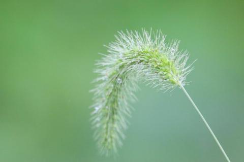 テレマクロですね