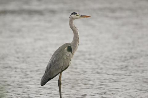 鷺を600mmで・・・