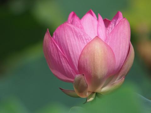 600mm(換算1200mm)でも・・・