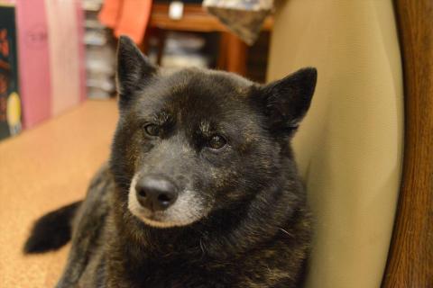 Nikon D600、絞り優先オート、1/10秒、38mm、F/4.5、ISO6400、-0.7EV