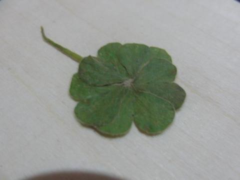 写真2 押し花で保管中