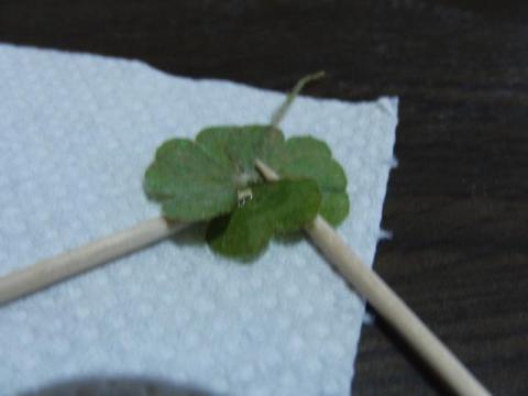 写真3 立体型つけ中