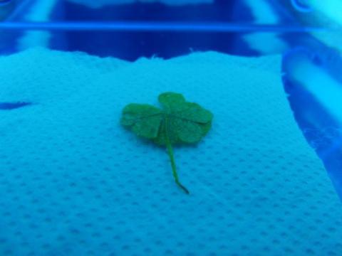 写真9 裏面一気に