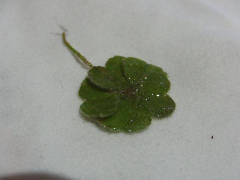 写真12 加工初日ラスト