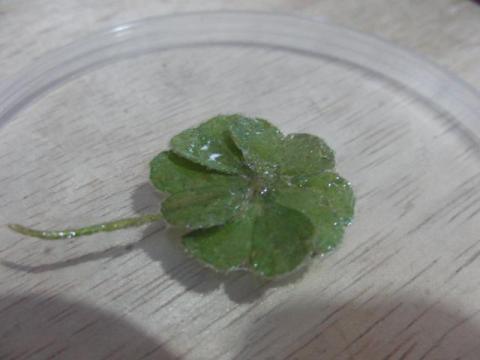 写真 何もせず一週間^-^;