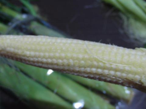 写真7 ヤングコーン