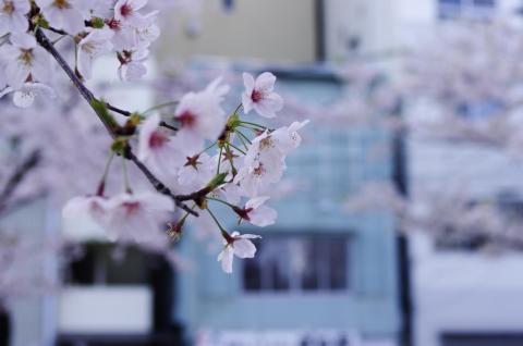 PLフィルター使用例(失敗) 晴天の朝なのに曇った午後みたいな色合い