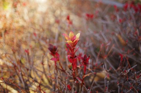 植え込みの葉っぱ。