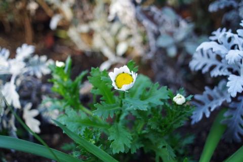 路端の花。かなり小さな花にぐいっと近寄っています。周囲がボケて狙った場所が引き立ちますが、中心でフォーカスを合わせてるので構図が単調になってます。腕の問題です。