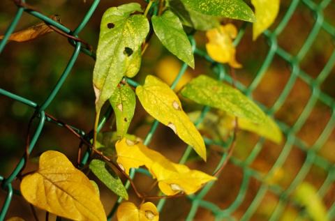 最短60cmまで寄れます。この辺まで来るとレンズでなく人間ごとカメラを動かして微調整です