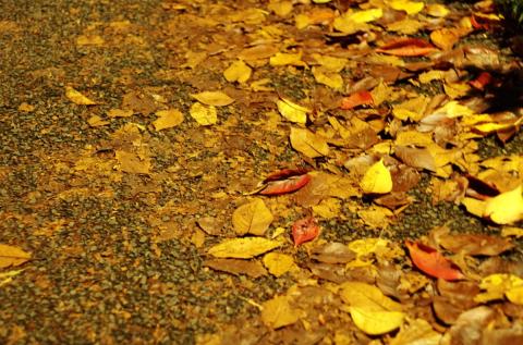 暗かったのでF2.8かF4くらいで撮影しています。だから広範囲がボケてます