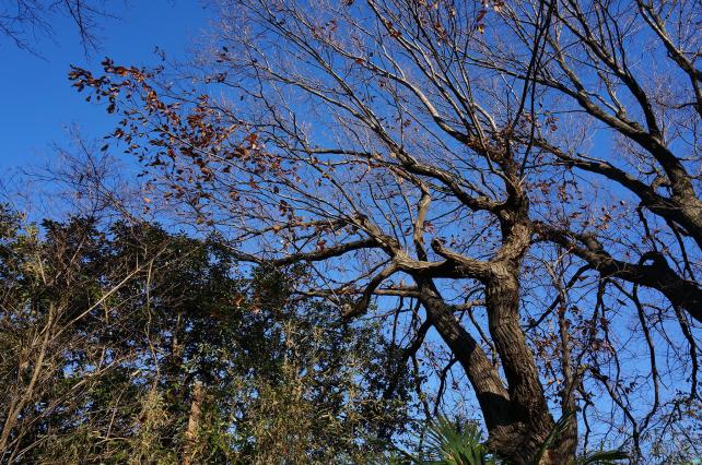 長辺 4912dot → 1800に縮小