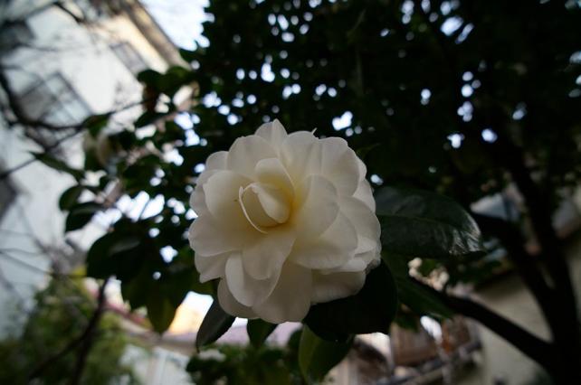 1/160秒、f/4.0、ISO 400(薄曇り、日陰)