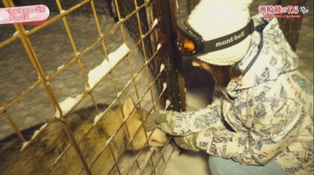 ハスキー犬はどれも人なつっこい