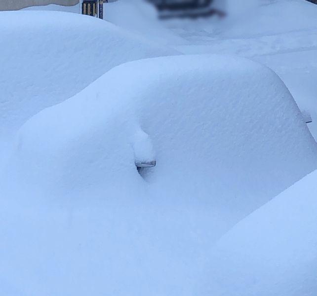 一昼夜でこうなったのを....