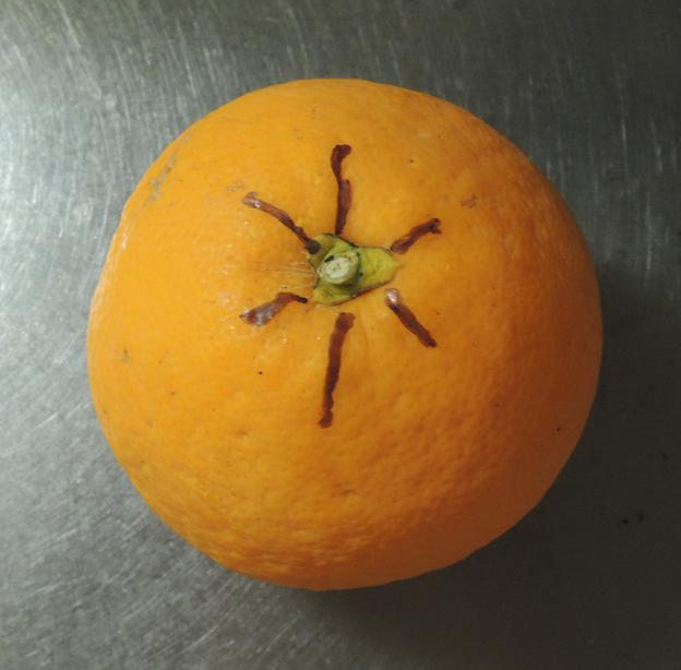 マーカーで切る方向を記すと分かりやすい。