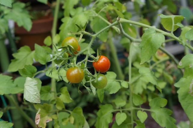 NEX-5N + E 18-55mm F3.5-5.6 OSS