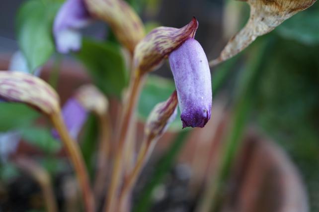 ▲作例2 NEX-5N 1/100秒 F5.0 ISO-400 JPEGで撮影