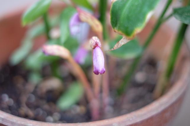 ▲FUJIFILM X-E2 + XF35mm F1.4 R 1/146秒 F1.8 ISO-200 JPEGで撮影