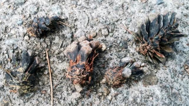 かじられた松ぼっくり。リスがいる可能性が高いです。