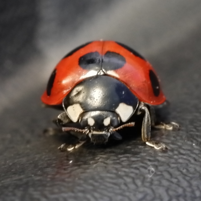 中央部(642px*642px)抜き出し