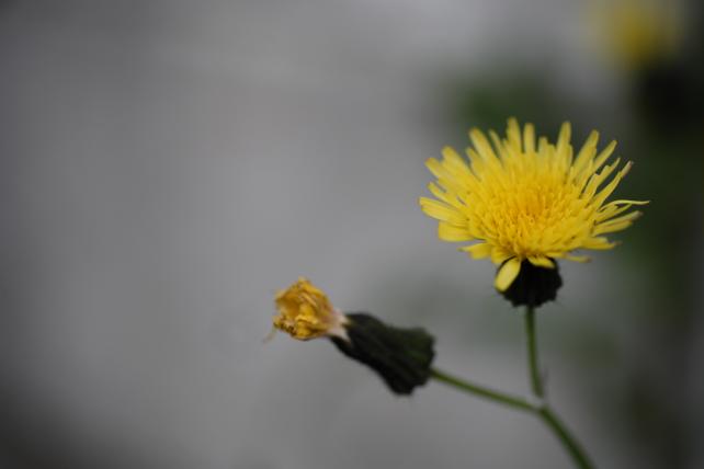 60mm f2.8 1/1600sec ISO400