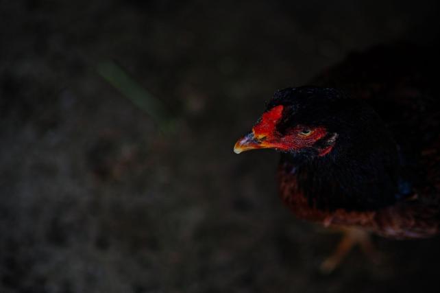 35mm f1.4 1/50sec. ISO-100