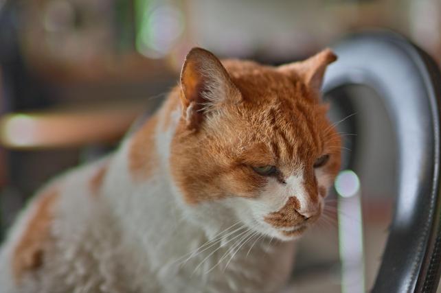 35mm f1.4 1/100sec. ISO-100