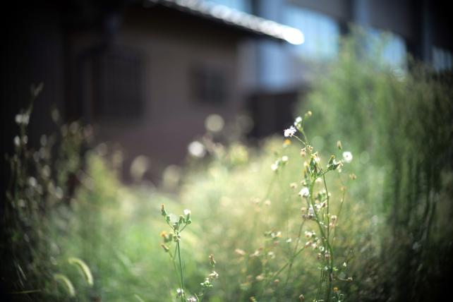 55mm f1.4 1/2000sec ISO100