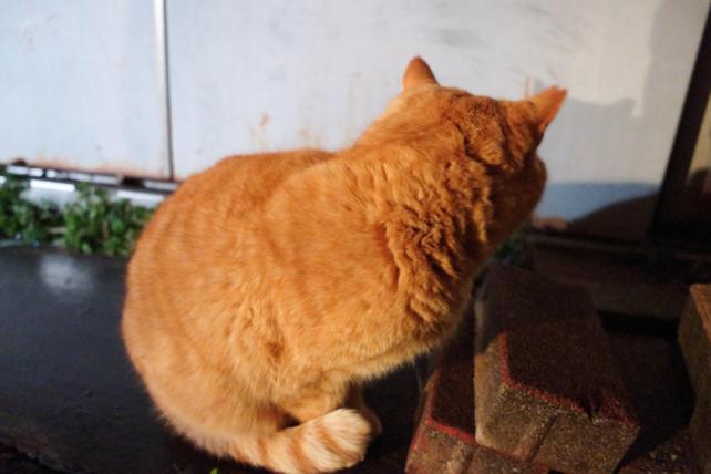 SEL2860で深夜に撮影(ISO10000 F4 28mm 1/3s)