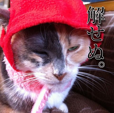 ジジちゃんが主役になった事に理解を示さない華ちゃんの図(笑)