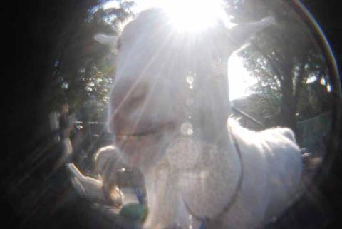 ヤギもみーつけた