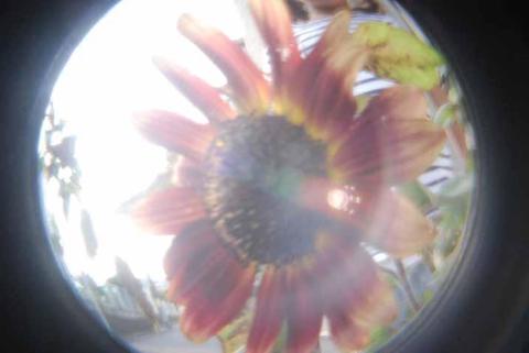 ヒマワリもみーつけた