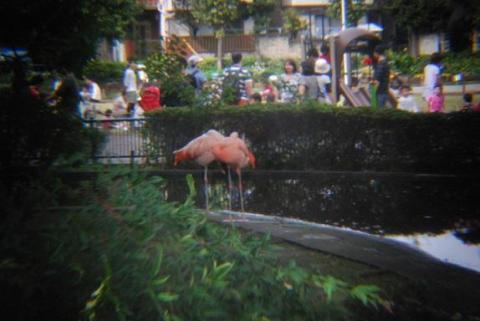 普通にフラミンゴ(続きは下のほうでw)