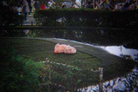 フラミンゴは丸まって眠る。アレ、経ったまま眠らないの??