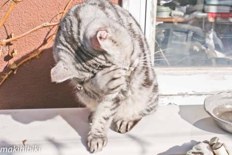 きゃ、週刊誌のカメラマンだ!