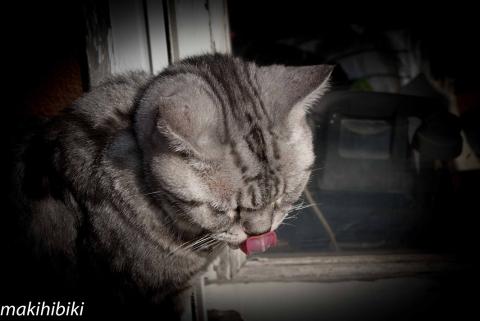 鼻が低いって言うな!!鼻が低いと舐めやすいんだよ!