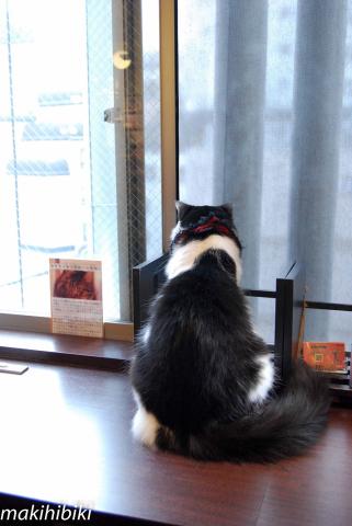 外の世界は広いにゃ・・・