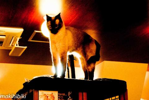 天より舞い降りし・・・