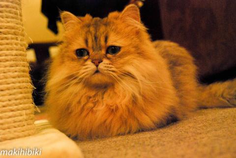 ぽよよーん。冬支度完了。天使と悪魔ってにゃに?平和万歳。