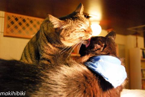 イチャイチャじゃれ合う