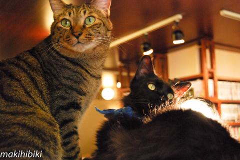 なーんにもしてないよ。じゃれてないよw