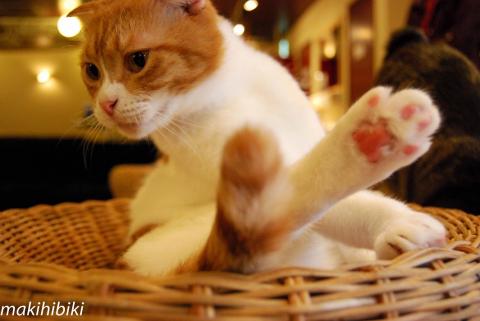 どう、ナイスシュート?