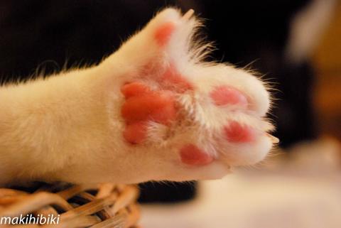 肉球も見てよね。