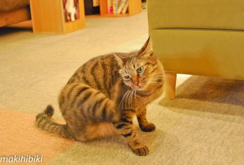 そうは言っても、カメラ構えられると、かゆくなるんだにゃ~